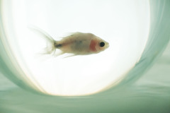 GALLERIA-FIAF-ARVIS-PALERMO-arrestato-03-ARVIS-palermo