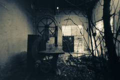 Carusi-di-Rosa-Salvia