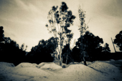 Carusi-di-Rosa-Salvia1