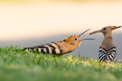 Etna-un-vulcano-di-emozioni-di-Gaetano-Scaccianoce-