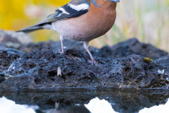 Le-Gru-Etna-un-vulcano-di-emozioni-Gaetano-Scaccianoce-