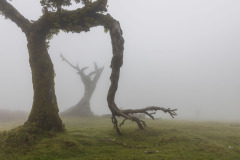 GALLERIA-FIAF-ARVISPALERM-fanal-forest-05-ARVIS-palermo