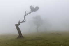 GALLERIA-FIAF-ARVISPALERMO-fanal-forest-04-ARVIS-palermo