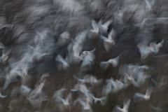 Elena-Bacchi-Beating-of-wings-n.1-