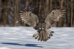Giovanni-Frescura-Landing-