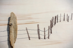 19 4 - 5  5  WALTER  TURCATO  LYMPHA (1)