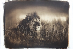 Il-re-della-savana_bassa