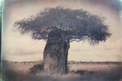 Termitaio