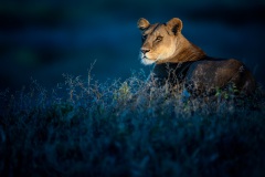 PinciniCarlottiGarda_SavaneAfricane_01-Nicola-Baruffaldi