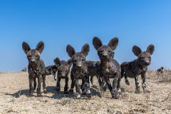 PinciniCarlottiGarda_SavaneAfricane_03-Nicola-Baruffaldi