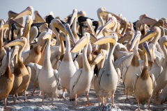 Le-Gru-Senegal-3-