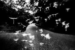 Tornare-29