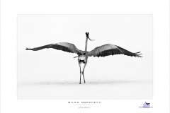 12-delta-in-b_w