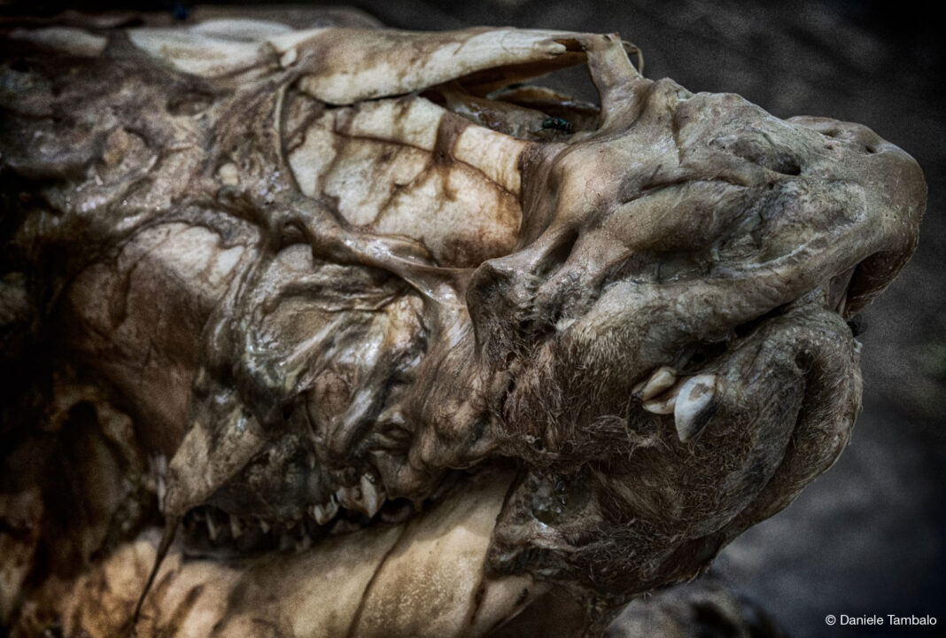 SAN_FELICE_IL_NON_VISIVO_01---Luca-Monelli