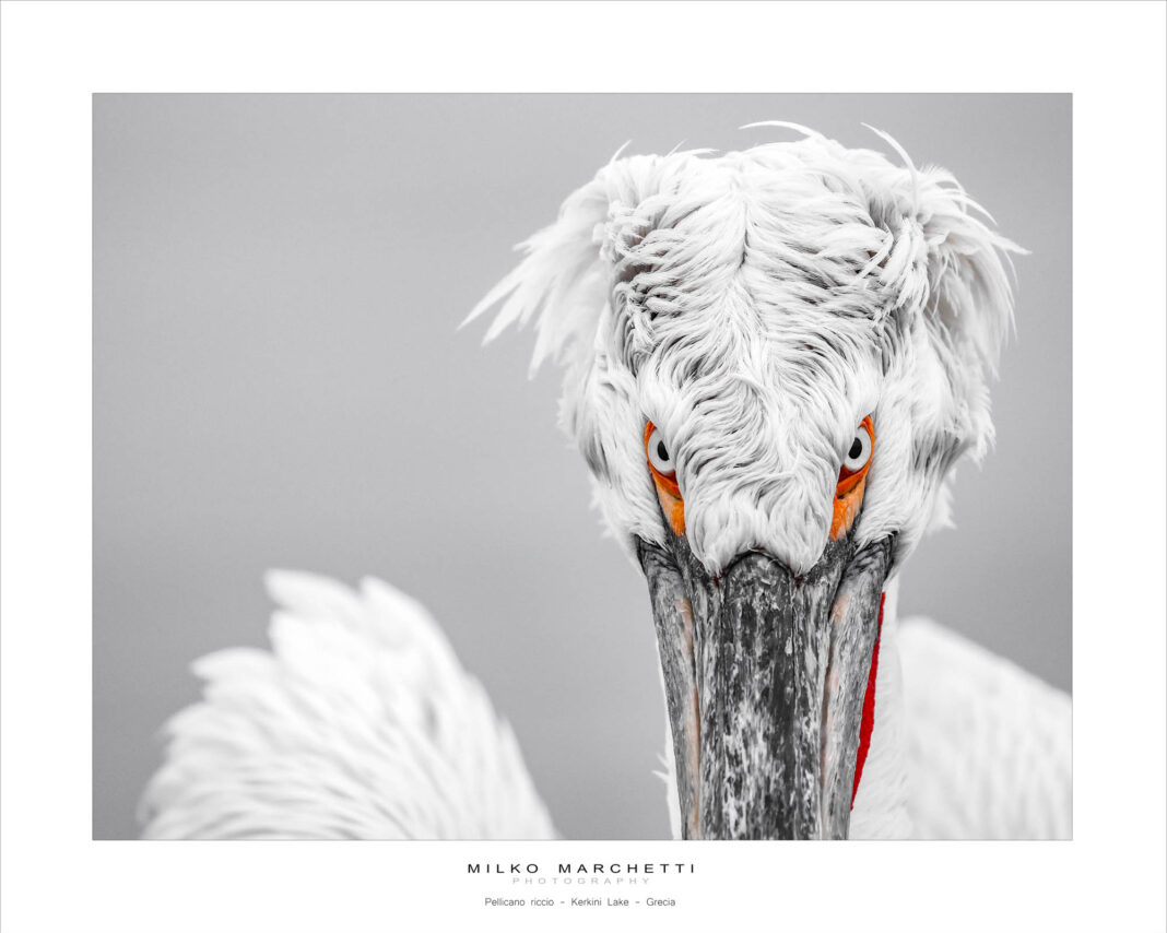 PinciniCarlottiGarda_AttimiDiColoreInNatura_01 - Nicola Baruffaldi